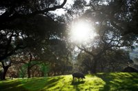 El Ayuntamiento de Jabugo celebra la Medalla de Oro de la Provincia a la DOP Jabugo