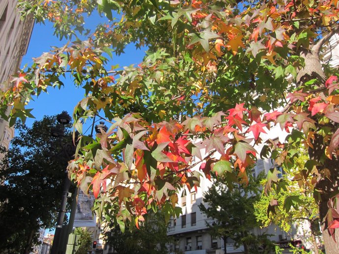 Arboles y hojas en otoño en Santander                             
