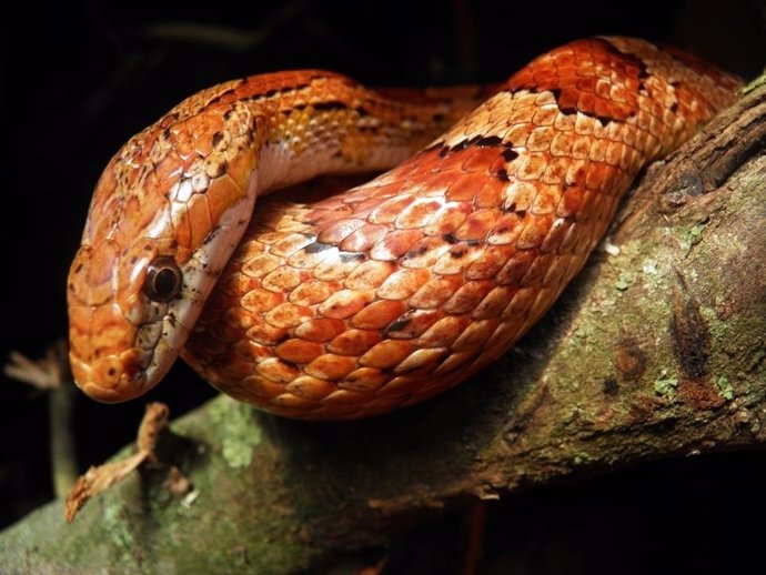 Pierde El Miedo A Serpientes Y Tarántulas Con La Asociación Muchobicho En Ámbito