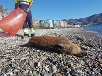 Hallan un jabalí muerto en una playa de Almuñécar (Granada)
