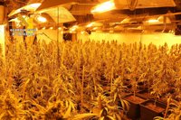 Desmantelan un centro de producción y germinación de cannabis sativa de 691 plantas