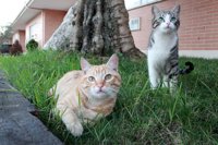 AMIGAT presenta alegaciones al anteproyecto de Ley de Protección y Bienestar Animal 