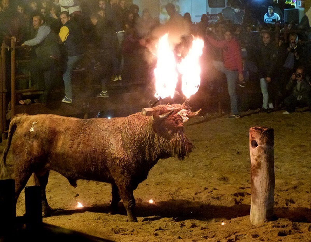 Conoce La Historia Del ltimo Toro De Fuego De Castilla Y Le n