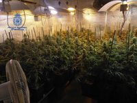 Desmantelada en un chalet de Lliria una plantación de marihuana con más de 500 plantas