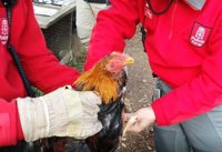 La Policía Foral imputa a dos jóvenes implicados presuntamente en peleas de gallos