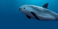 WWF exige a México la protección urgente de la vaquita marina