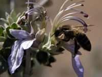 Las altas temperaturas y la sequía eleva el número de colmenas perdidas en la provincia de Cádiz