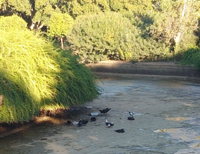 IU avisa de "maltrato" animal en el Parque Los Príncipes de Sevilla