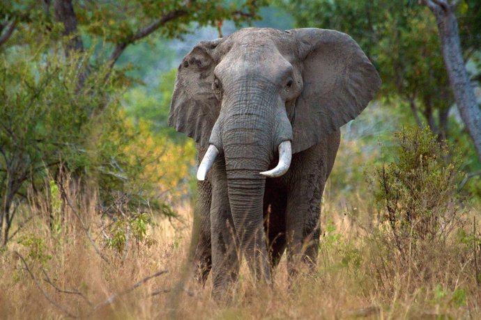 Elefante en la reserva de Selous, en Tanzania, en peligro por la caza furtiva