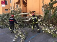 Caen dos árboles en Peñíscola y Tales debido al fuerte viento