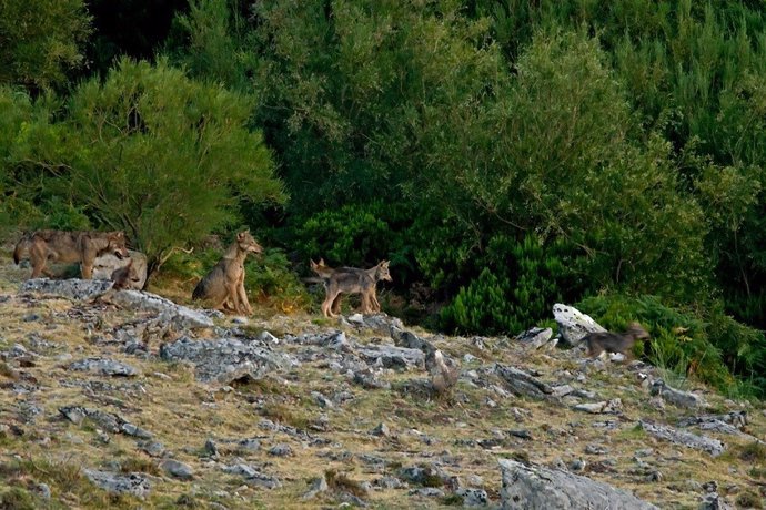 Un grupo de lobos en el monte. 