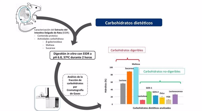 Uam. Modelo In Vitro Para Evaluar La Digestibilidad De Carbohidratos Dietéticos
