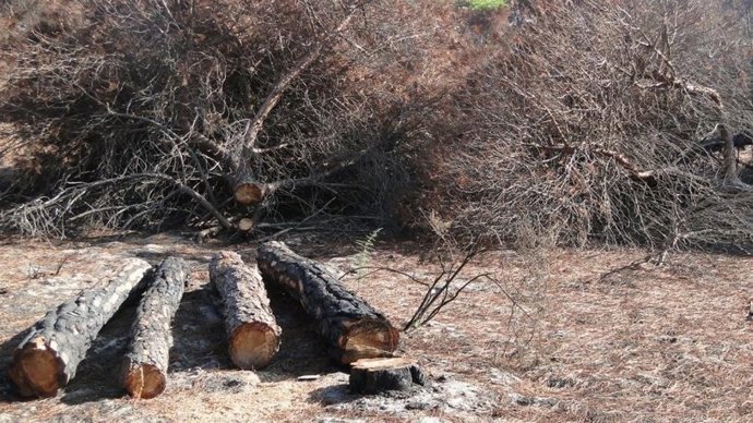 En Sevilla hay unos 2.500 árboles en situación de riesgo.