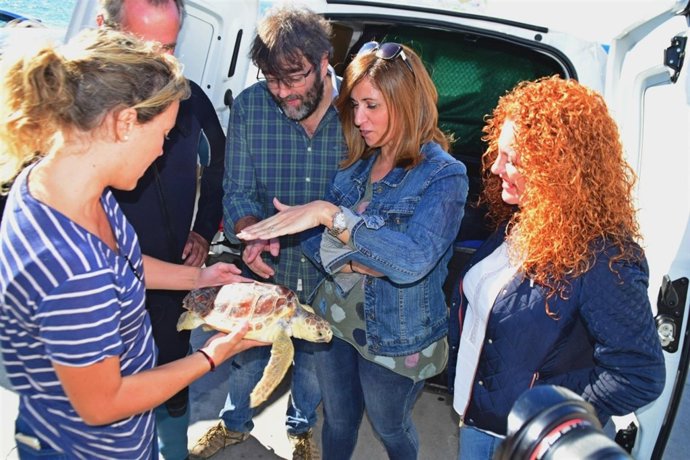 Liberación de un ejemplar de tortuga boba a su medio natural