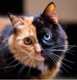 La gata de dos caras 'Quimera'