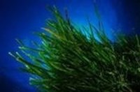 Terraferida recoge 1.300 alegaciones de ciudadanos que piden mayor protección de la posidonia