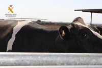 La Guardia Civil desarticula un grupo organizado que mutiló 7.000 vacas en sus explotaciones ganaderas