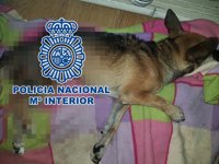 Detenido un hombre por golpear y abandonar a dos perros en Guamasa