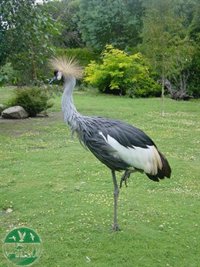 Falta de alimento y cambio climático, entre las principales causas de las "irrupciones" de aves en lugares no habituales