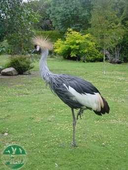 Grulla coronada