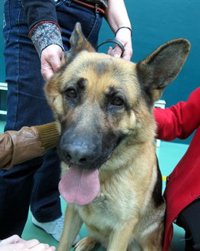 Luna, primer perro de apoyo y protección a víctimas de violencia de género en Salamanca