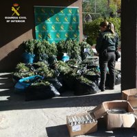 Detienen a dos personas que tenían una plantación ilegal con 1.300 plantas de cannabis en su domicilio
