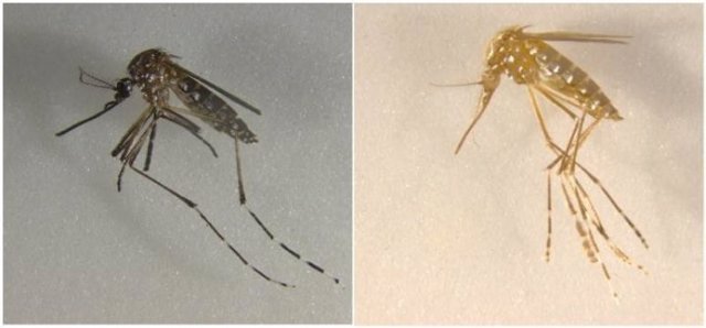Mosquito normal  y modificado para el estudio