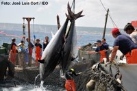 Junta defiende el aumento de las capturas de atún rojo para 2018 en la reunión de la Iccat en Marrakech
