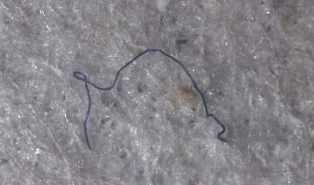 Restos de fibra sintética ingeridos por seres abisales