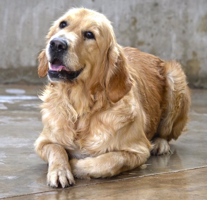 Desfile de perros abandonados