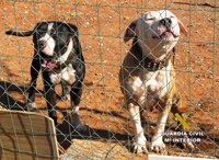 Investigado un hombre tras matar sus dos pitbull a cuatro perros de un vecino en Betxí (Castellón)