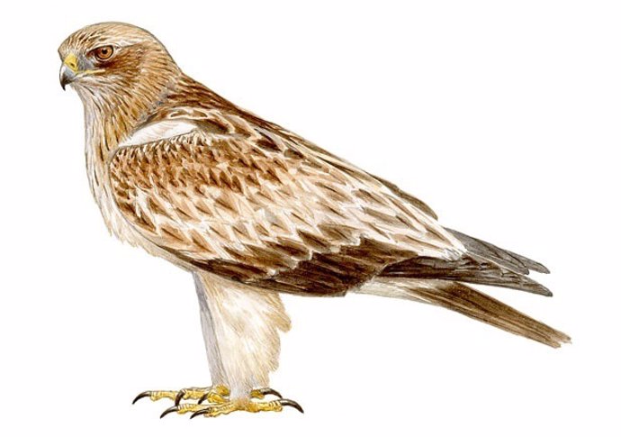 Ilustración del águila calzada ('Aquila pennata')