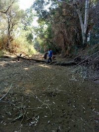 Ecologistas denuncia la muerte de "centenares de peces" en el río Corbones
