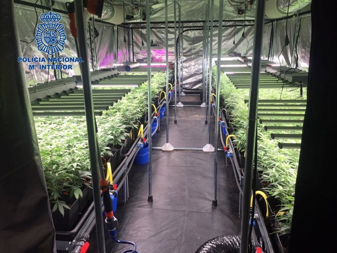 "La Policia Nacional Desmantella Un Cultiu Hidropònic Amb Més De 600 Plantes De