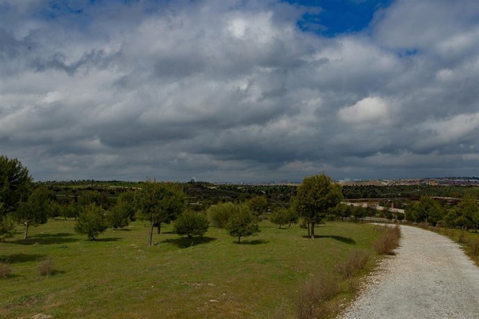 Parque Felipe VI de Madrid, naturaleza, campo, pradera, prado, árbol, árboles