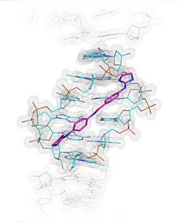 Hendidura menor del ADN y el fármaco FR60 perfectamente alojado