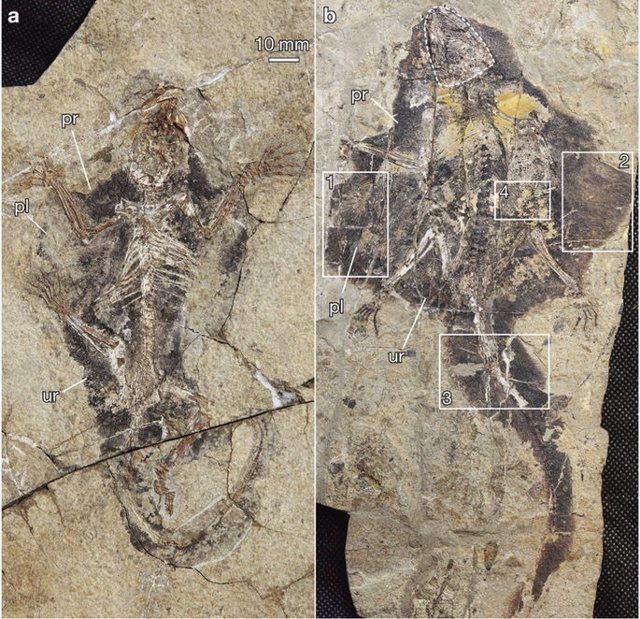 Aspecto de los fósiles de mamíferos planeadores del Jurásico