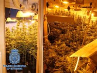 Dos detenidos con un cultivo con 402 plantas de marihuana en una vivienda de Granada
