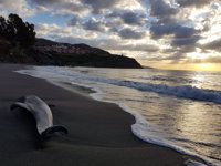 Hallan un delfín muerto en una playa de Almuñécar (Granada)