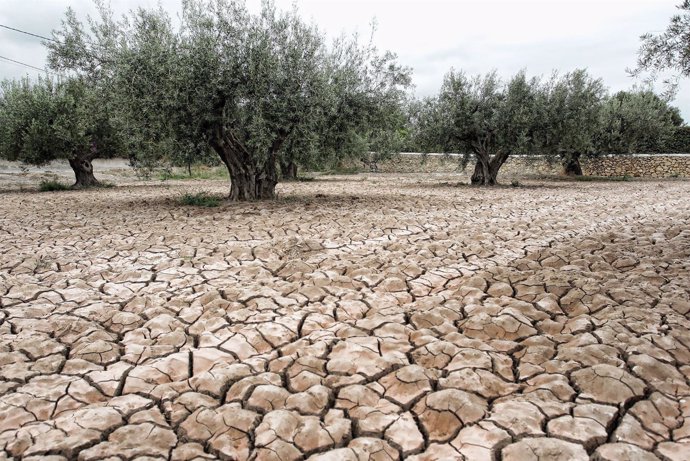 N.P. Ante La Pertinaz Sequía, La Iglesia De Jaén Pide Oraciones Por La Lluvia