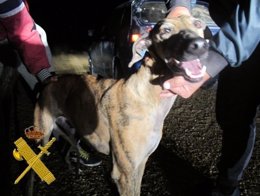 Valladolid. Desmantelada una red de caza furtiva con galgos