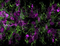 Investigadores de Biología del Desarrollo descubren un mecanismo que permite el movimiento dirigido de células