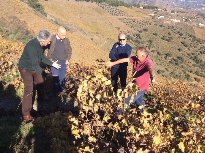 Nota Visita Fao Uva Pasa