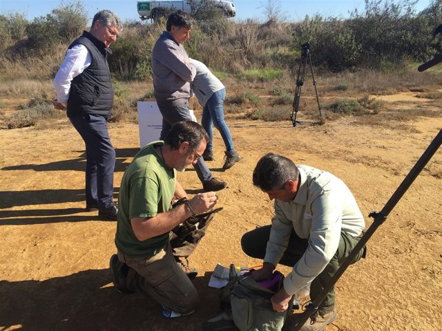 Suelta de un águila pescadora en Marismas del Odiel.