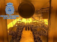 Cinco detenidos e incautadas 961 plantas de marihuana en Málaga