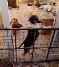 Intervienen gallos y perros hacinados y en un estado "lamentable" en un corral del Cabanyal de València