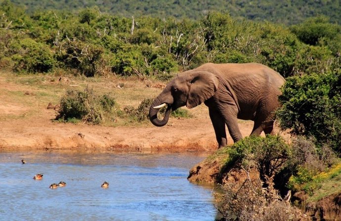 Addo Elephant Park