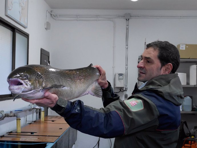 Un guarda forestal muestra el salmón hembra de 9 kilos.