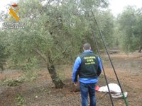 Tres detenidos en Montoro (Córdoba) acusados de receptación de aceituna procedente de robos