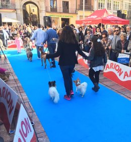 Desfile de perros mi mascota salon fycma palacio de ferias